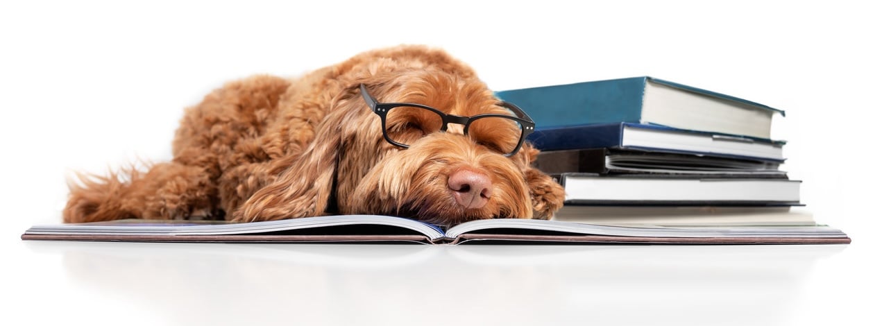 Dog sleeping on a book